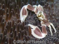 Porcelain Anemone Crab. Taken at a dive site called 'Lank... by Shafraz Naeem 